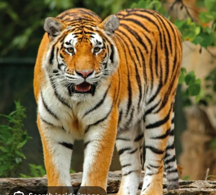 Screenshot_20260328_115022 (1)